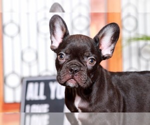 French Bulldog Puppy for sale in NAPLES, FL, USA