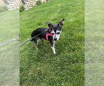 Small #1 Chihuahua Mix