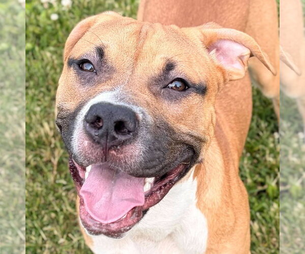 Medium Photo #1 Mutt Puppy For Sale in Jefferson, WI, USA