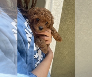 Poodle (Toy) Puppy for sale in RANCHO CUCAMONGA, CA, USA