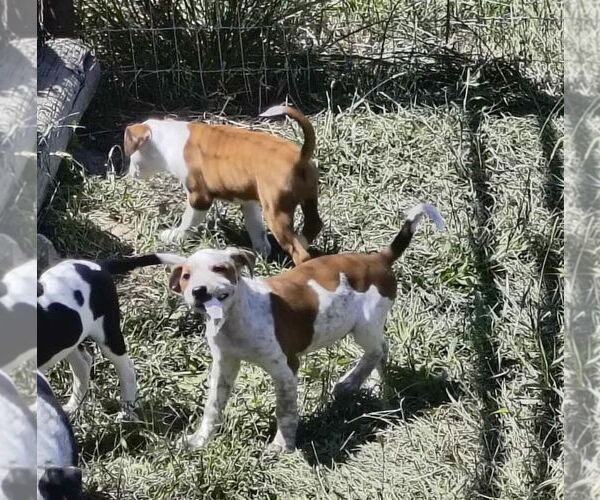 Medium Photo #3 Beagle-Unknown Mix Puppy For Sale in Stover, MO, USA