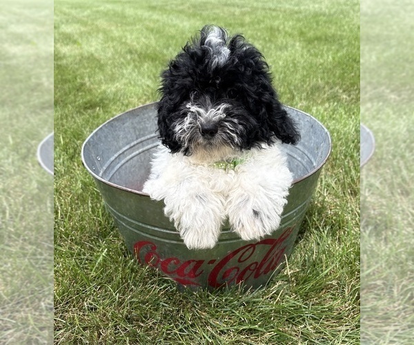 Medium Photo #3 Havapoo Puppy For Sale in MIDDLEBURY, IN, USA