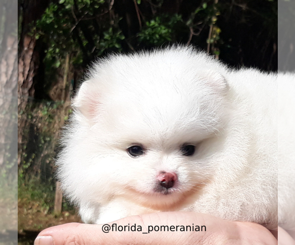 Medium Photo #16 Pomeranian Puppy For Sale in PALM BCH GDNS, FL, USA