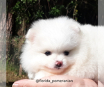 Small Photo #16 Pomeranian Puppy For Sale in PALM BCH GDNS, FL, USA