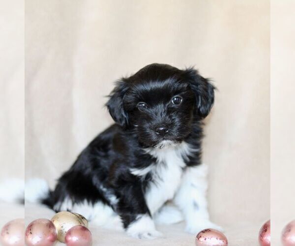 Medium Photo #1 Havanese Puppy For Sale in GORDONVILLE, PA, USA