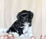 Small Photo #1 Havanese Puppy For Sale in GORDONVILLE, PA, USA