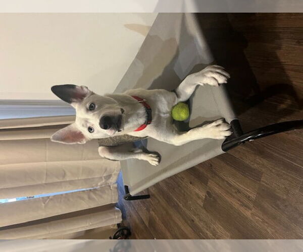 Medium Photo #2 Siberian Husky-Unknown Mix Puppy For Sale in San Diego, CA, USA