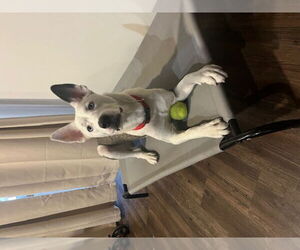 Mollie - Female Siberian Husky-Unknown Mix Dog for Adoption - Photo #2