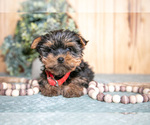 Puppy Blue Bells Yorkshire Terrier