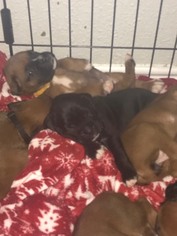 Boxer Puppy for sale in SEABROOK, TX, USA