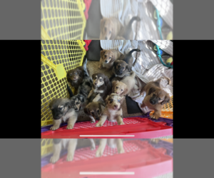 Dachshund-Miniature Australian Shepherd Mix Puppy for sale in RICHMOND HILL, GA, USA
