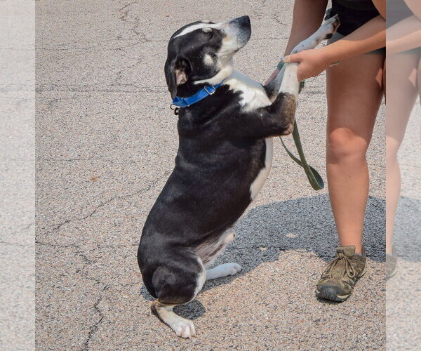 Medium Photo #4 Borador Puppy For Sale in Huntley, IL, USA