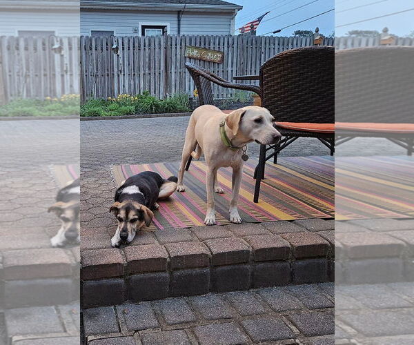 Medium Photo #4 Labrador Retriever-Unknown Mix Puppy For Sale in Oakhurst, NJ, USA