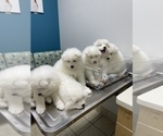 Small Photo #3 Samoyed Puppy For Sale in DALY CITY, CA, USA