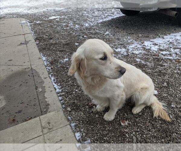 Medium Photo #3 English Cream Golden Retriever Puppy For Sale in WOOSTER, OH, USA