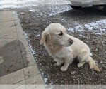 Small Photo #3 English Cream Golden Retriever Puppy For Sale in WOOSTER, OH, USA