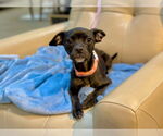 Small #1 Chihuahua Mix