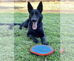 Small #2 German Shepherd Dog