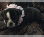 Small Photo #25 English Bulldog Puppy For Sale in STUART, FL, USA