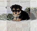 Small #12 Morkie