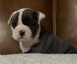 Puppy Pork Chop SOLD Bulldog