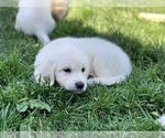 Small Photo #16 English Cream Golden Retriever Puppy For Sale in WHITE SALMON, WA, USA