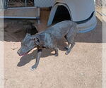 Small #2 Labrador Retriever Mix