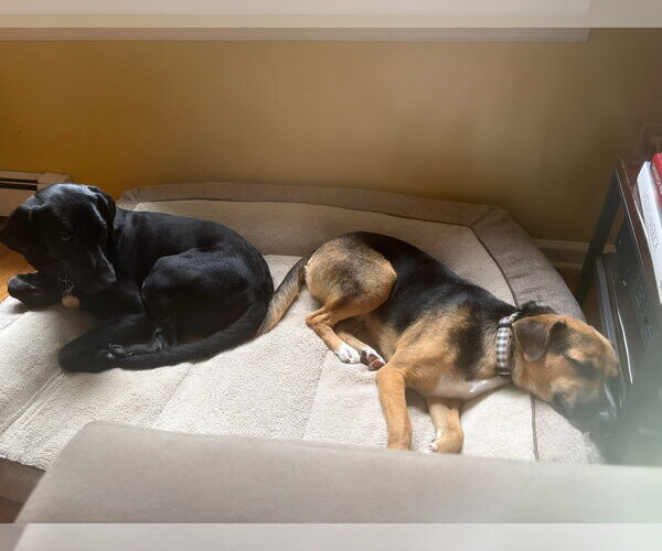 Medium Photo #4 Mutt Puppy For Sale in Ridgefield, CT, USA