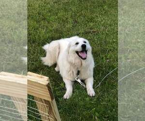 Great Pyrenees Puppy for sale in BRAZIL, IN, USA