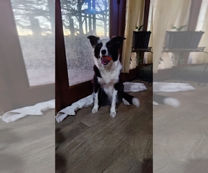 Mother of the Border Collie puppies born on 01/15/2025