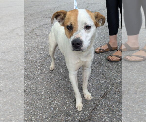 Medium Photo #2 Mutt Puppy For Sale in La Porte, IN, USA