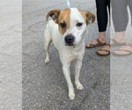 Small #1 Mutt