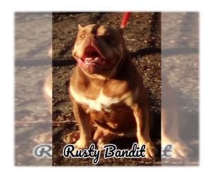 American Bully Dog for Adoption in DOS PALOS, California USA