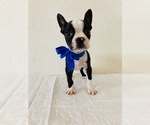 Small Photo #7 Boston Terrier Puppy For Sale in SAN ANTONIO, TX, USA