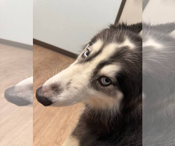 Medium Photo #4 Siberian Husky Puppy For Sale in Carrollton, TX, USA