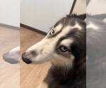 Small #3 Siberian Husky
