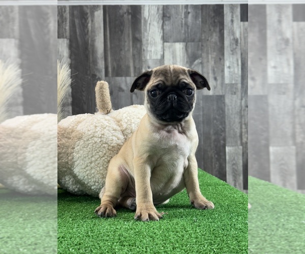 Medium Photo #1 Pug Puppy For Sale in CANOGA, NY, USA