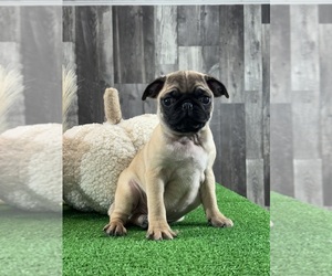 Pug Puppy for sale in CANOGA, NY, USA