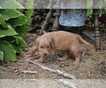 Small Photo #9 Golden Retriever Puppy For Sale in GREENWOOD, WI, USA