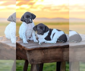 German Shorthaired Pointer Puppy for sale in RUFFIN, NC, USA