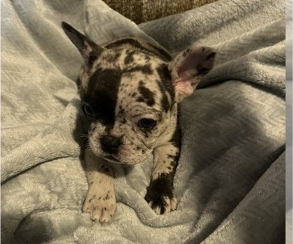 Medium Photo #10 French Bulldog Puppy For Sale in OCALA, FL, USA