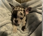 Small #9 French Bulldog