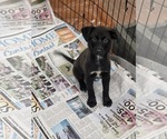 Small #1 Golden Labrador