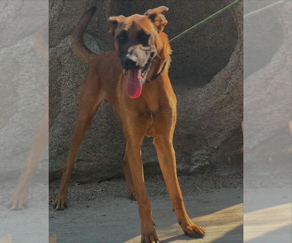 Medium Photo #10 Mutt Puppy For Sale in Dana Point, CA, USA