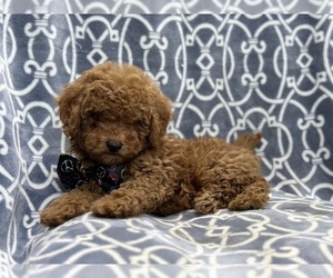 Cavapoo Puppy for sale in LAKELAND, FL, USA