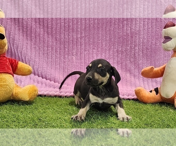 Medium Photo #16 Catahoula Leopard Dog Puppy For Sale in CUMBY, TX, USA