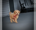 Small Photo #4 Cock-A-Poo Puppy For Sale in CLARKRANGE, TN, USA