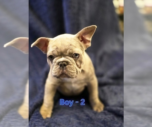 Medium Photo #2 French Bulldog Puppy For Sale in NAMPA, ID, USA