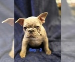 Small Photo #7 French Bulldog Puppy For Sale in NAMPA, ID, USA