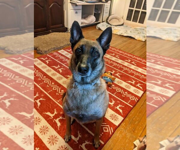 Medium Photo #1 Mutt Puppy For Sale in Imlay City, MI, USA